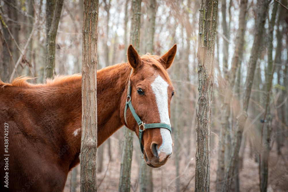 Portrait of a brown horse from horse sanctuary