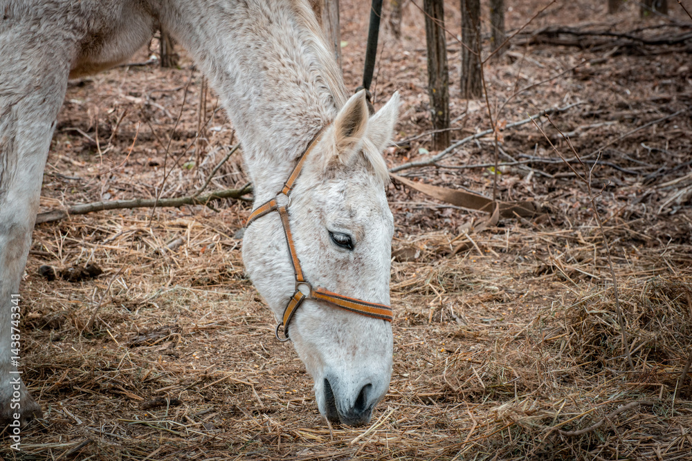 A close-up image of a white horse from the horse sanctuary