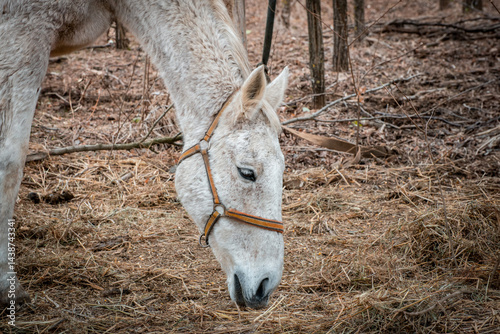 Obraz na płótnie A close-up image of a white horse from the horse sanctuary w salonie