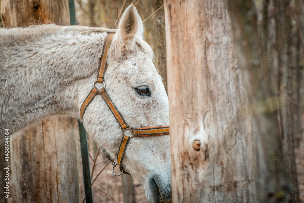 A close-up image of a white horse from the horse sanctuary