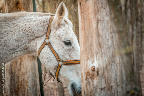 Obraz na płótnie A close-up image of a white horse from the horse sanctuary w salonie