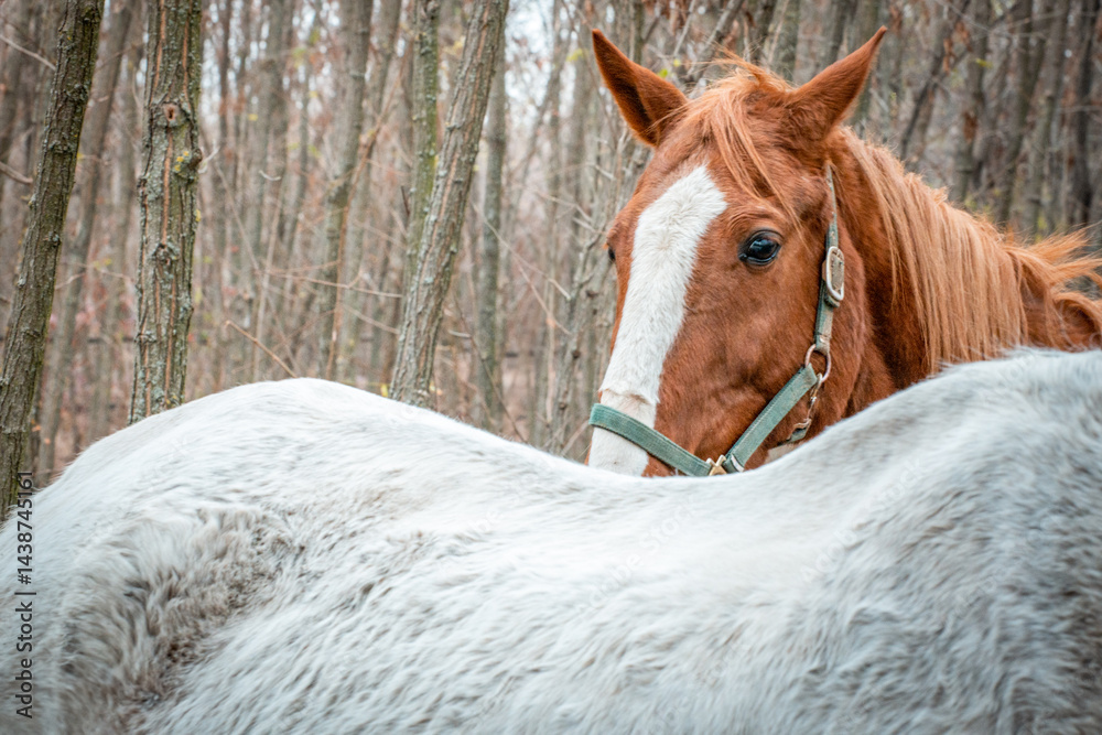 Portrait of a brown horse from horse sanctuary