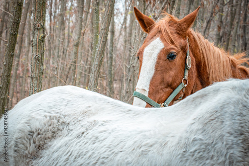 Obraz na płótnie Portrait of a brown horse from horse sanctuary w salonie