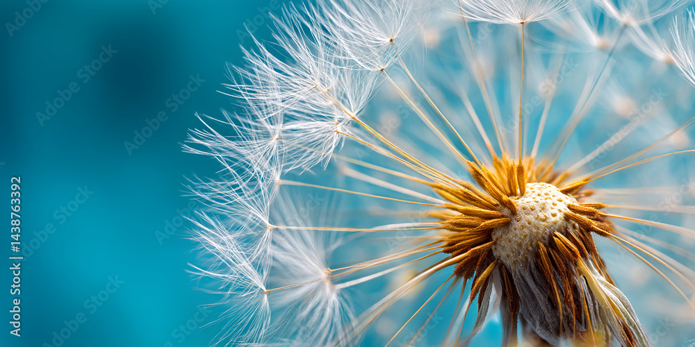 Obraz premium Close-up of dandelion seed head against teal background, showcasing delicate white seeds and golden center, symbolizing fragility, nature, and new beginnings