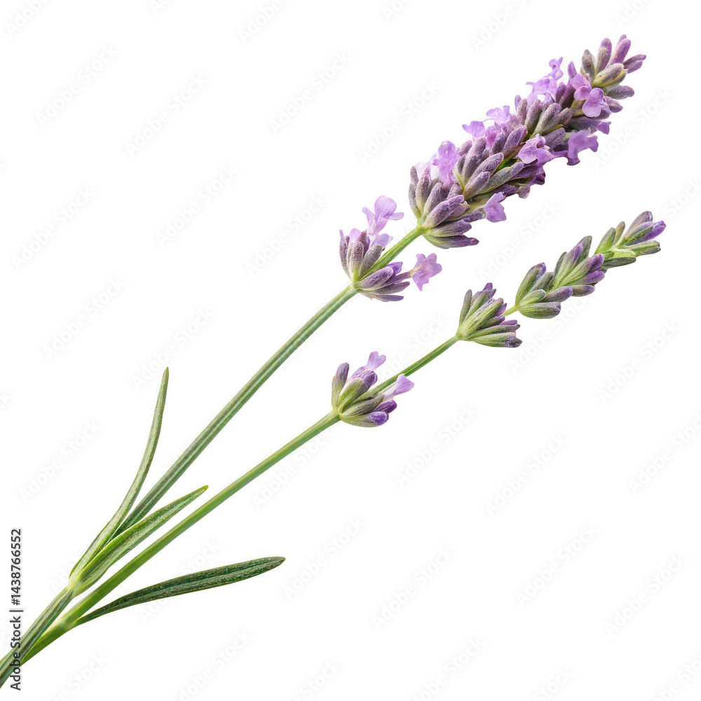 Naklejka premium Whispering lavender sprig isolated on white background png lavender sprig png aromatic lavender png blooming lavender png fragrant herb png transparent background image