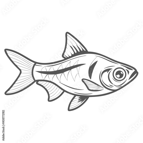 Harlequin Rasbora Fish Outline Illustration