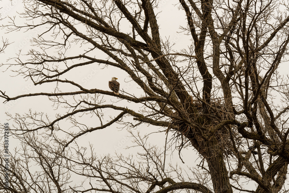 Bald Eagle Perched On A Branch Near Her Nest In De Pere, Wisconsin