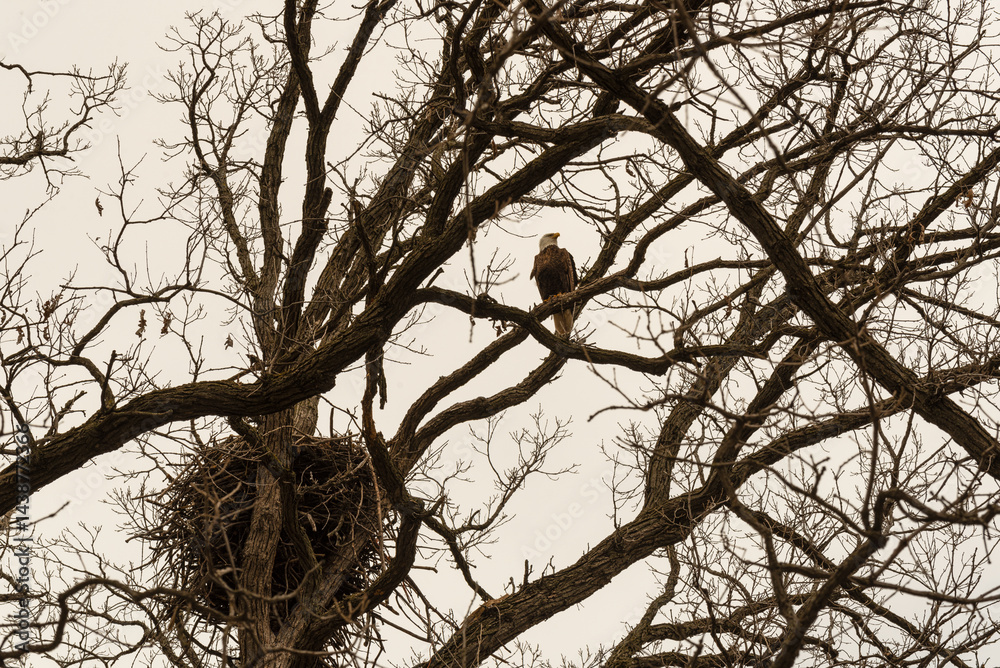 Bald Eagle Perched On A Branch Near Her Nest In De Pere, Wisconsin
