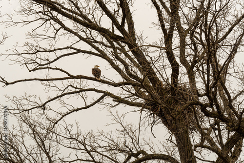 Obraz na płótnie Bald Eagle Perched On A Branch Near Her Nest In De Pere, Wisconsin w salonie