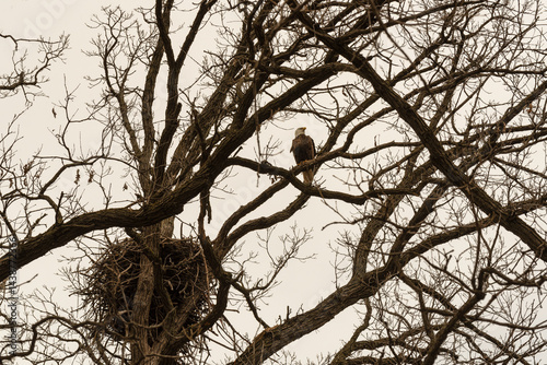 Obraz na płótnie Bald Eagle Perched On A Branch Near Her Nest In De Pere, Wisconsin w salonie