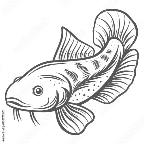 Otocinclus Catfish Line Art Illustration photo