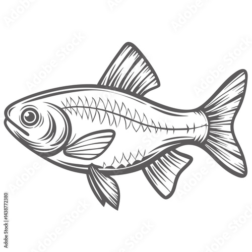 Pearl Danio Fish Line Art Illustration