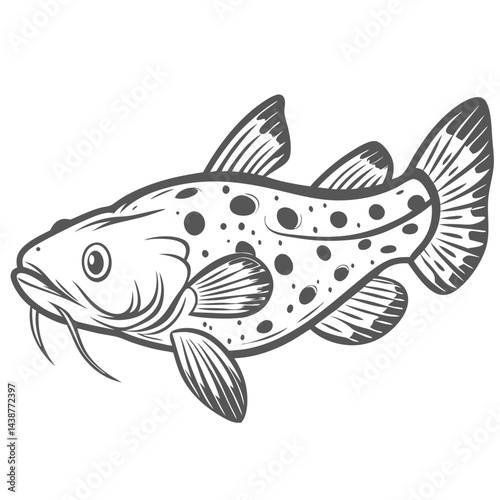 Pimelodus Pictus Catfish Vector Illustration