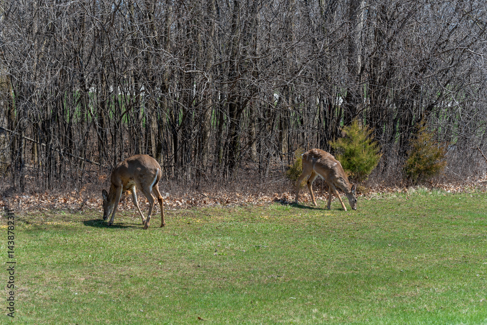 White-tailed Deer Feeding On Corn Provided For Them In An Urban Field In Wisconsin In Spring