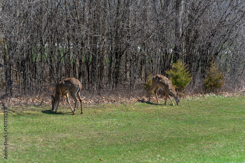Obraz na płótnie White-tailed Deer Feeding On Corn Provided For Them In An Urban Field In Wisconsin In Spring w salonie