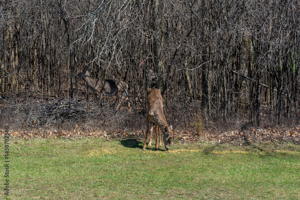 White-tailed Deer Feeding On Corn Provided For Them In An Urban Field In Wisconsin In Spring