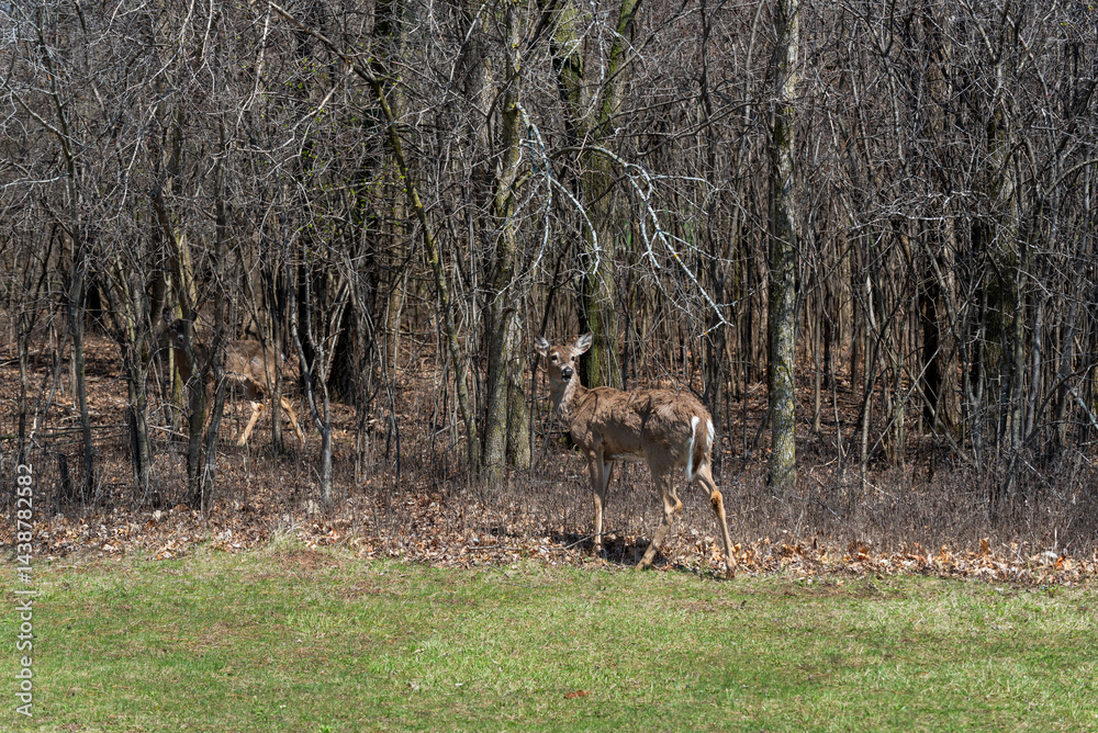 White-tailed Deer Feeding On Corn Provided For Them In An Urban Field In Wisconsin In Spring