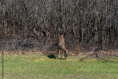 Obraz na płótnie White-tailed Deer Feeding On Corn Provided For Them In An Urban Field In Wisconsin In Spring w salonie