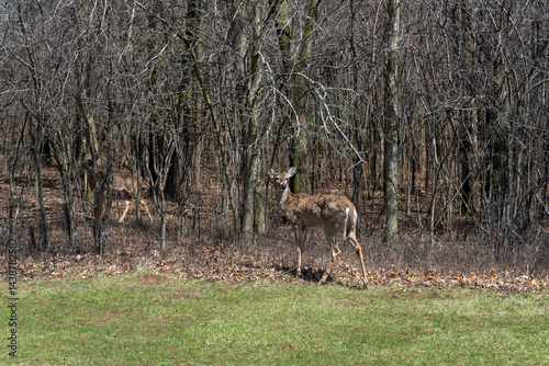 White-tailed Deer Feeding On Corn Provided For Them In An Urban Field In Wisconsin In Spring