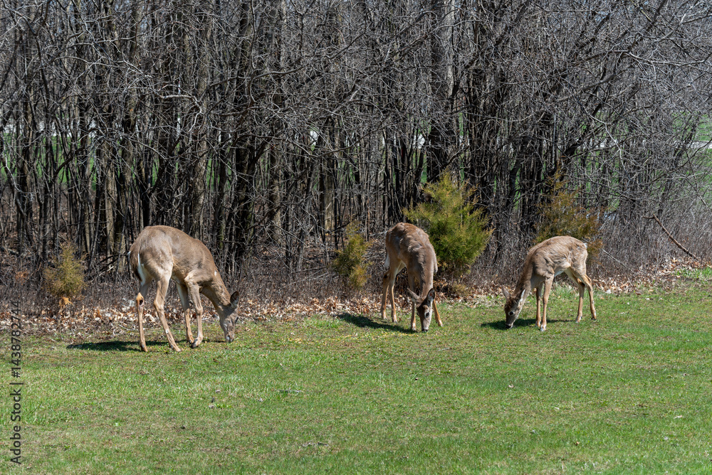 White-tailed Deer Feeding On Corn Provided For Them In An Urban Field In Wisconsin In Spring