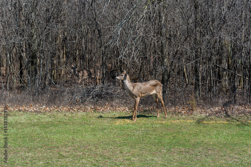 White-tailed Deer Feeding On Corn Provided For Them In An Urban Field In Wisconsin In Spring