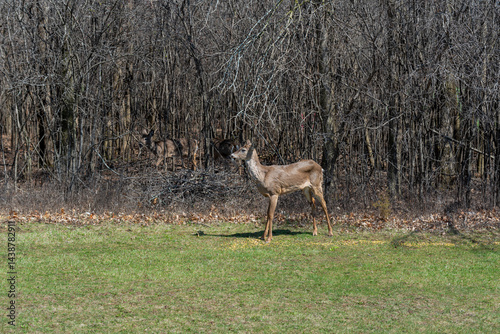 Obraz na płótnie White-tailed Deer Feeding On Corn Provided For Them In An Urban Field In Wisconsin In Spring w salonie