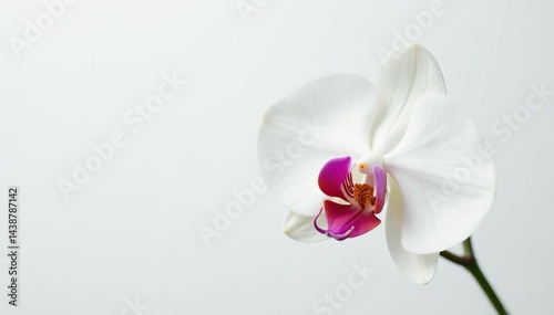 Delicate white orchid blossom against pure white backdrop, delicate, art, photography