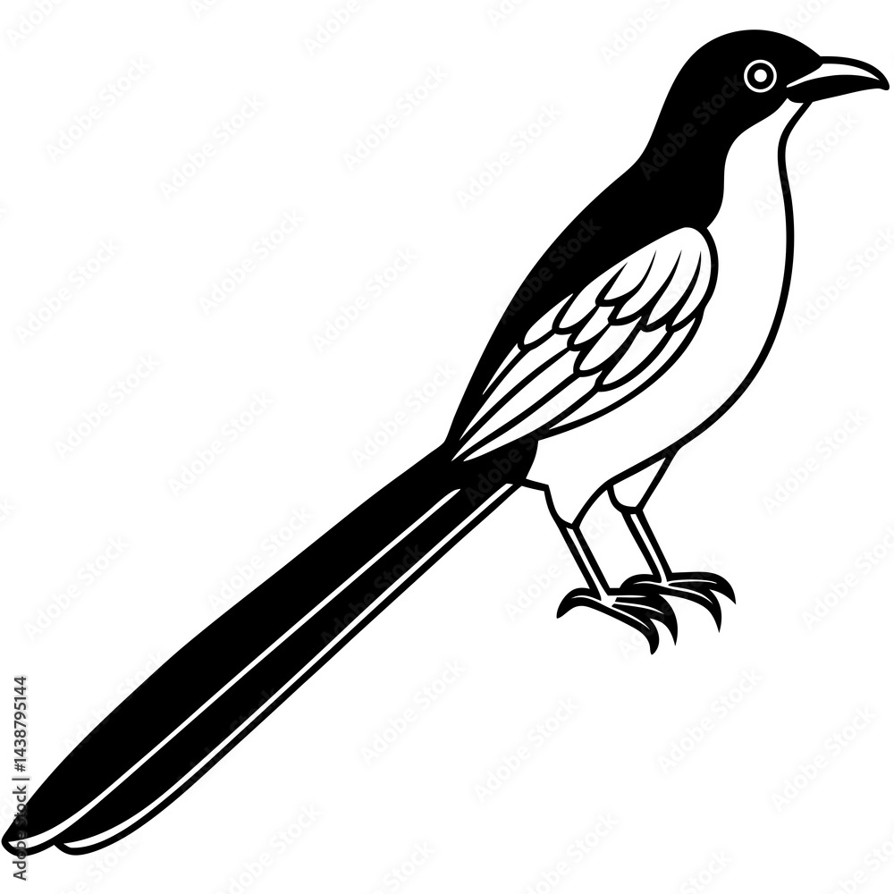 Fototapeta premium Minimal Greater Coucal Vector on White