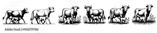 Set collection of vintage black and white ink illustrations of mother cows nursing calves, isolated on white background, rustic countryside farm sketch style.