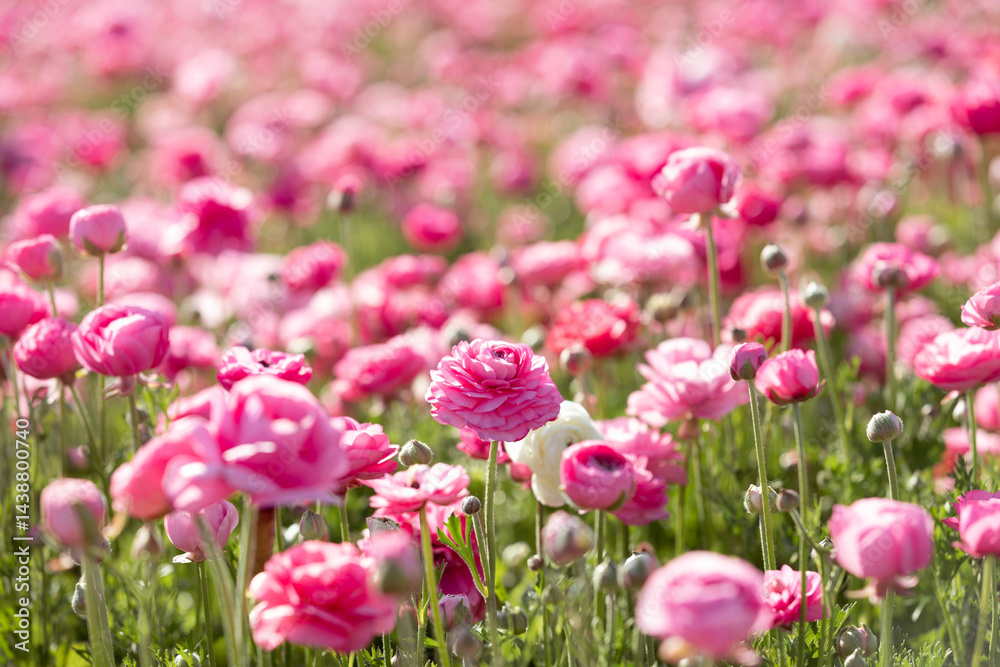 Field of Pink Flowers Field of Pink Flowers