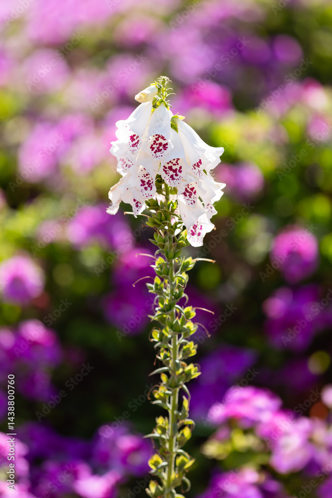 Fototapeta premium Foxglove Flower