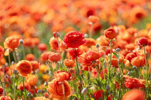field of orange poppies