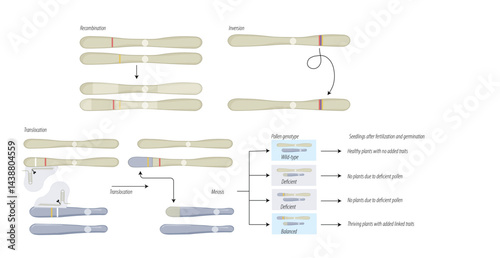 Genome editing in plants