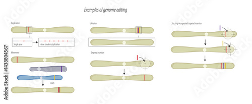 examples of genome editing