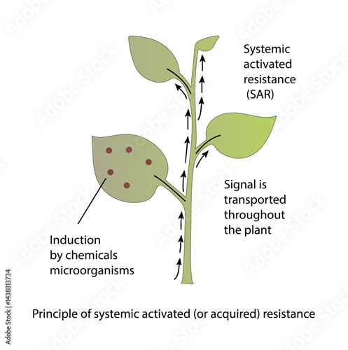Systemic SAR