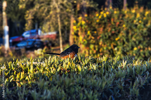 Foto Spotted Towhee Perched on Hedge with Soft Golden Sunlight Background