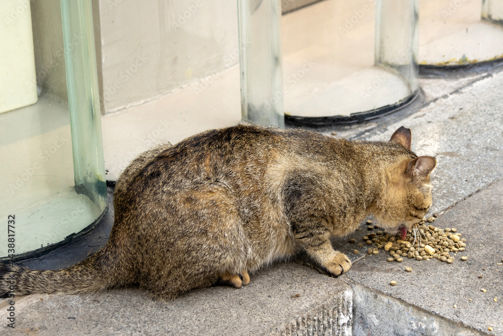 Domestic cat eat food