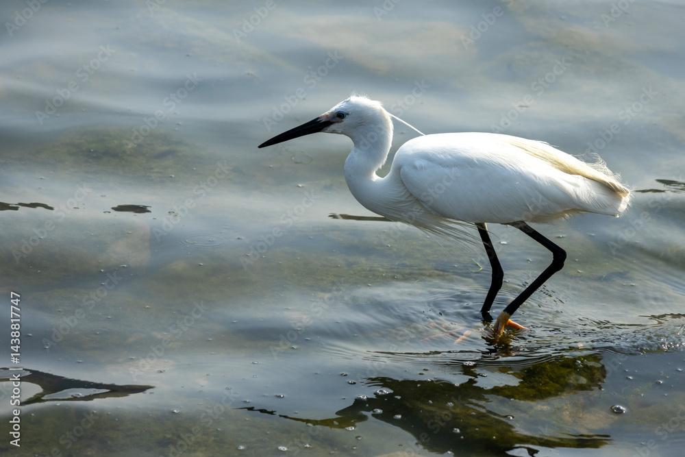 Little egret on the marsh searching for food
