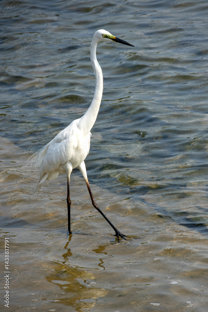 Little egret on the marsh searching for food