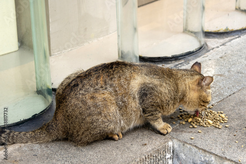 Obraz na płótnie Domestic cat eat food w salonie