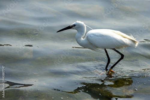 Obraz na płótnie Little egret on the marsh searching for food w salonie