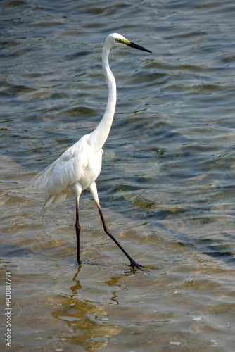 Obraz na płótnie Little egret on the marsh searching for food w salonie