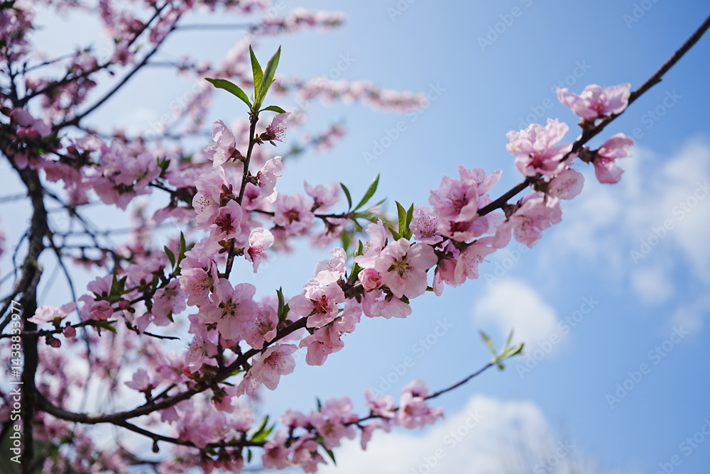 Obraz premium Beautiful Peach Blossoms in Springtime