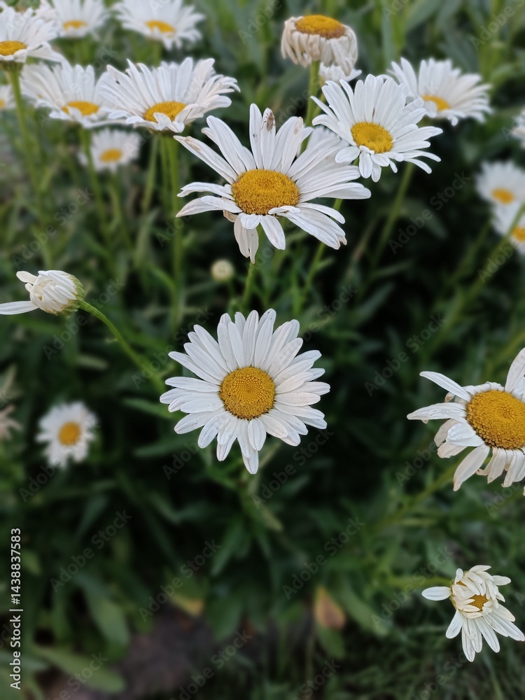 Fototapeta premium daisies in a garden