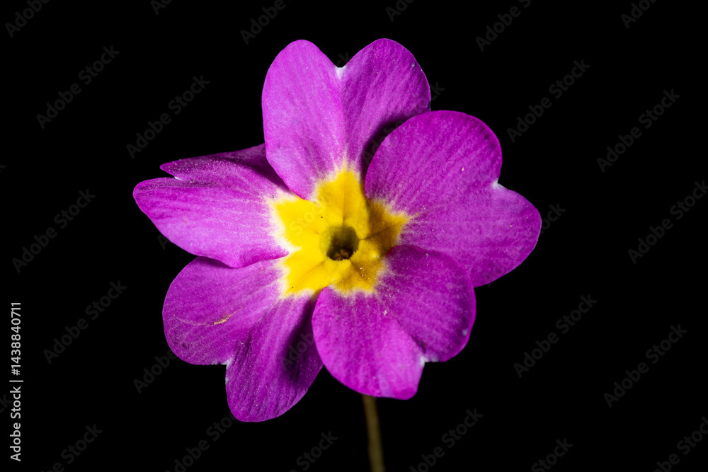 Obraz premium Primel