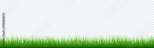 Grass background. Green border with blades on transparent backdrop. Fresh carpet effect. Nature, spring, garden or eco friendly design. Summer meadow template. Vector illustration.