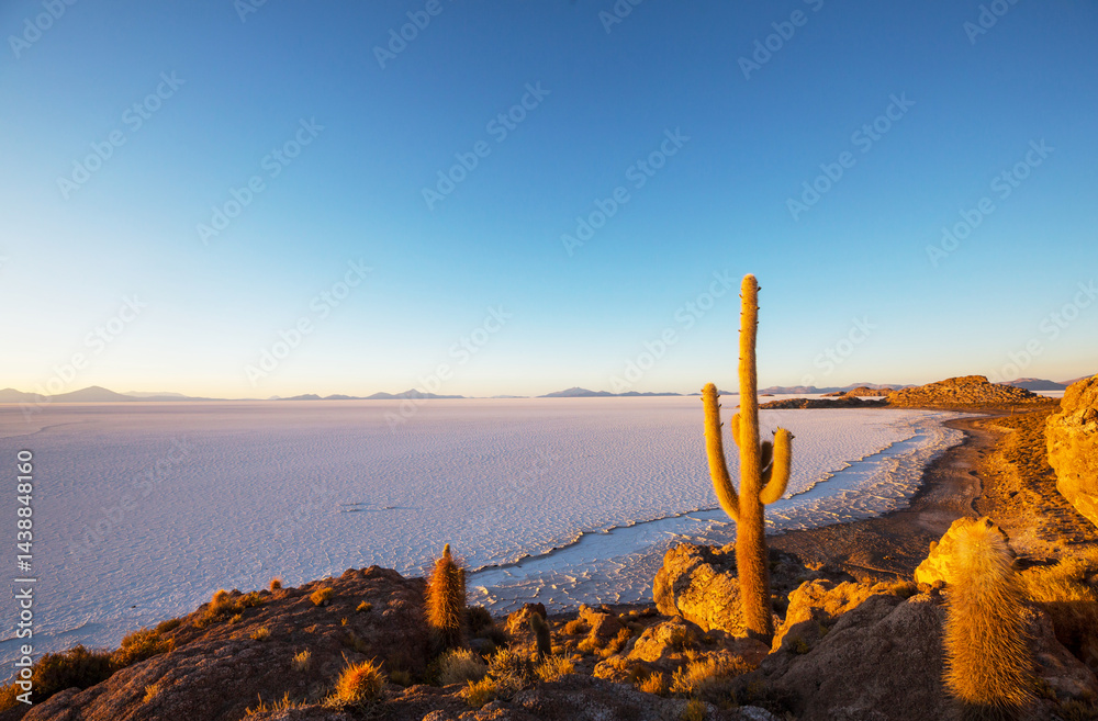 Cactus in Bolivia