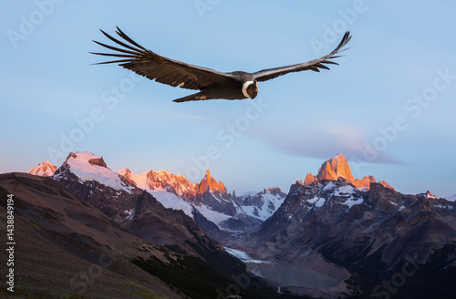 Condor