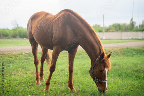 An adult brown horse grazes in a field, the horse eats grass