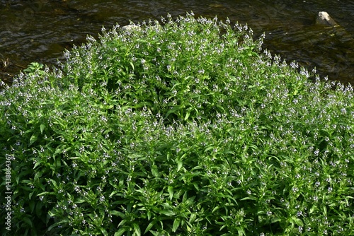 Water speedwell (Veronica anagallis) flowers. Plantaginaceae biennial plants. It grows on the banks of rivers and produces numerous whitish-purple flowers from April to September.